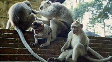 Monkeys
