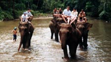 Elephant trek