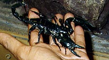 Scorpion