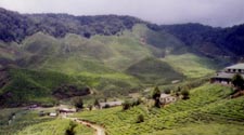 Tanah Rata