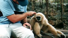 Cute monkey